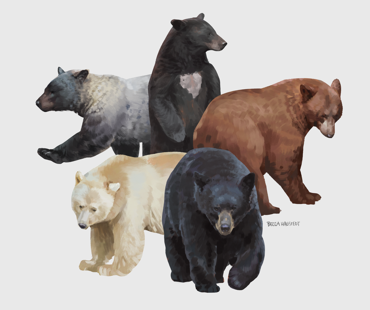 please enjoy some black bear illustrations